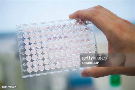 90 Human Leukocyte Antigen Stock Photos, High-Res Pictures, and Images - Getty Images