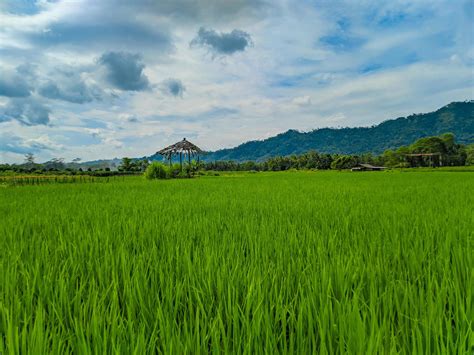 Landscape view of green rice farm with mountain background 22595836 Stock Photo at Vecteezy