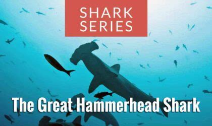 Shark Series: The Great Hammerhead Shark - DIVEIN.com