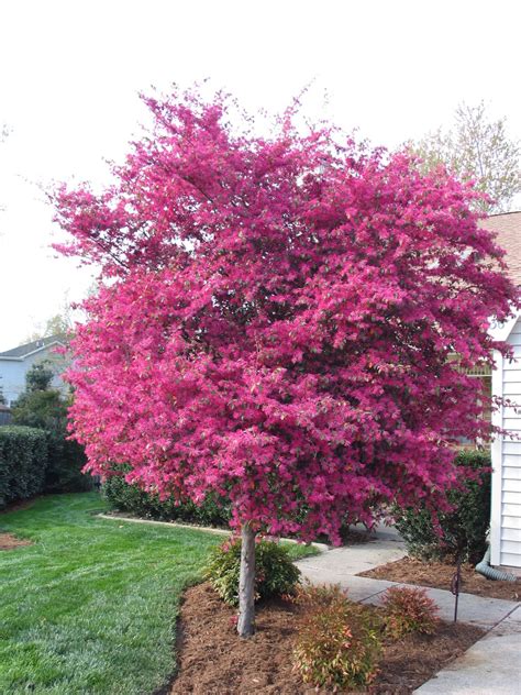 Loropetalum tree in Tish's Yard makes a nice small tree | Small trees, Shrubs, Front yard