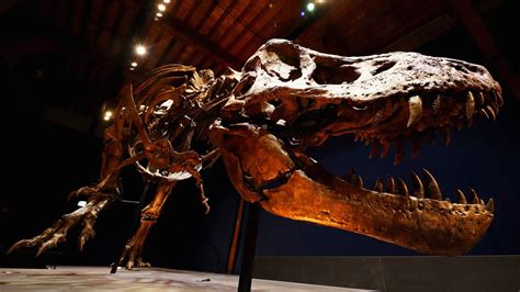 T. rex’s incredible biting force came from its stiff lower jaw ...