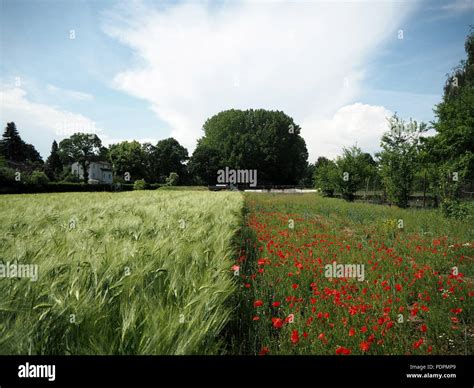 Poppy flower field Stock Photo - Alamy