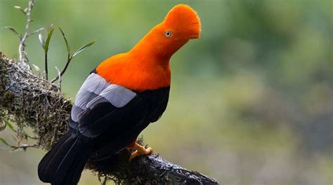 The National Bird of Peru - Journey Machu Picchu