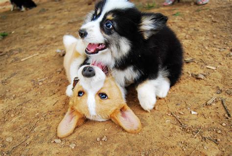 Corgies playing | Corgi, Corgi dog, Pembroke welsh corgi