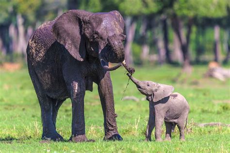 Mamma mia: The cutest animal mothers and babies ever | New York Post