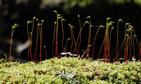 Sporophyte Procession | The late afternoon sunlight was work… | Flickr