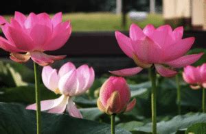 Lotus Flower Meaning In Thailand | Best Flower Site