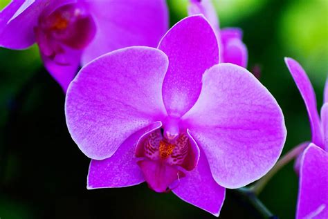 Flower Meanings: Orchid Symbolism on Whats-Your-Sign