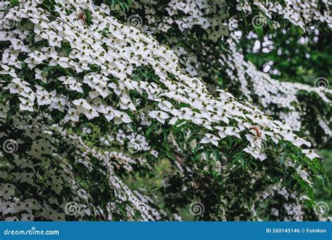 Cornus kousa tree stock photo. Image of leafage, japanese - 260145146