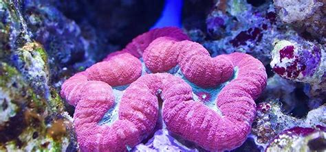 Lobophyllia hemprichii Species | Tropical Fish Hobbyist Magazine