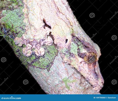 Mossy Leaf-tailed Gecko in Best Camouflage Uroplatus Sikorae in ...