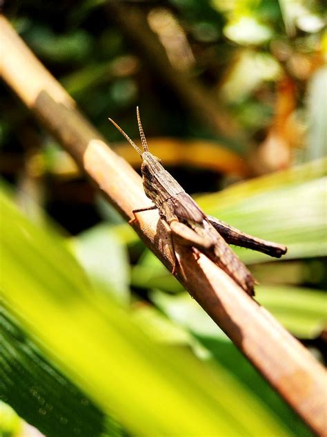 Green Grasshopper: Spiritual Meaning (seeing + house) - Awakening State