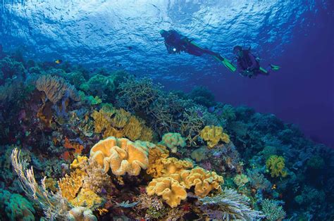 Top 6 Indonesia Scuba Diving Locations - Fly & Sea Dive Adventures