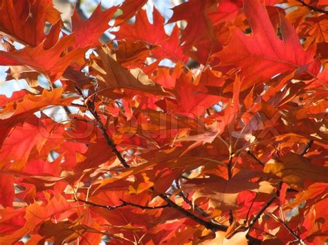 Red oak tree leaves at fall | Stock image | Colourbox