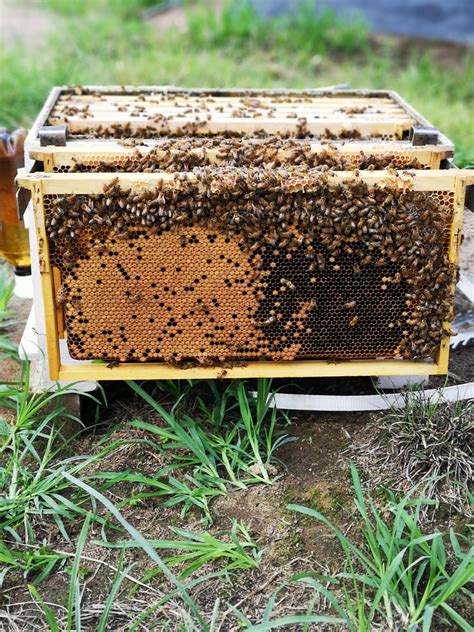 One of the hundreds of hives I was luckily to take care of while working as a beekeepers ...