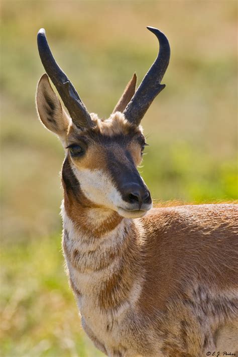 Pronghorn Antelope Page