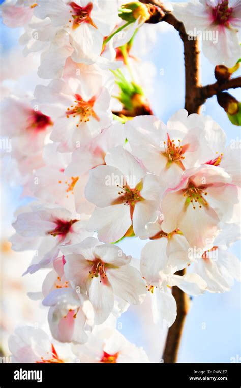 Cherry blossom in Hiroshima, Japan Stock Photo - Alamy