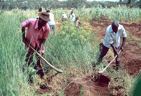 Talking Biotech: How Africa can move beyond subsistence farming ...