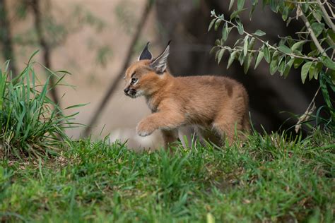 What's a caracal kitten? Cute | KVAL