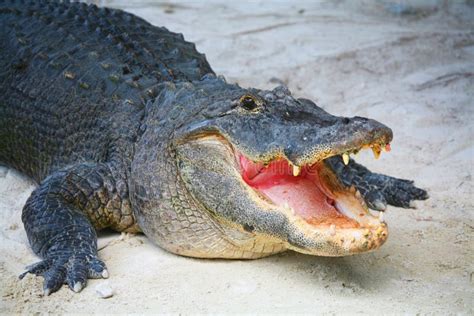 Crocodile Everglade Miami FL Stock Photo - Image of dangerous, alligator: 3285992