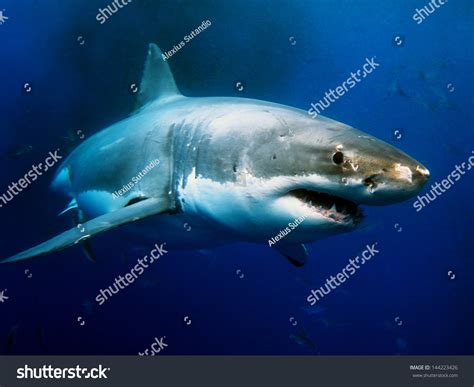 Great White Shark Underwater Photo Stock Photo (Edit Now) 144223426