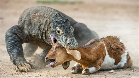 Largest Lizard on Earth - The Komodo Dragon|Komodo dragons attack| The ...