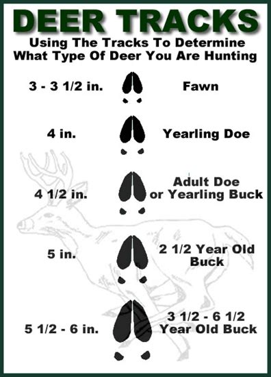 Deer tracks by age | Deer tracks, Whitetail deer, Whitetail deer hunting