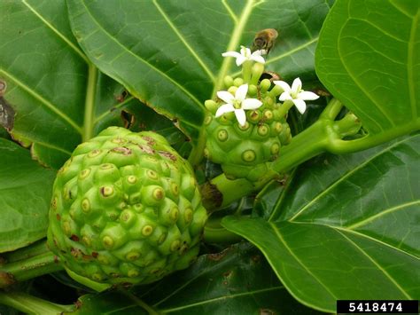 Indian mulberry (Morinda citrifolia)