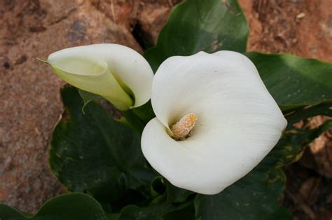 Calla Lily | Walter Reeves: The Georgia Gardener