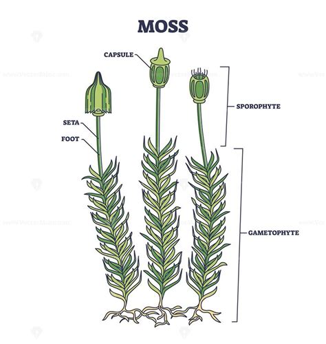 Moss biological anatomy with plant structure and parts outline diagram | Plant structure ...