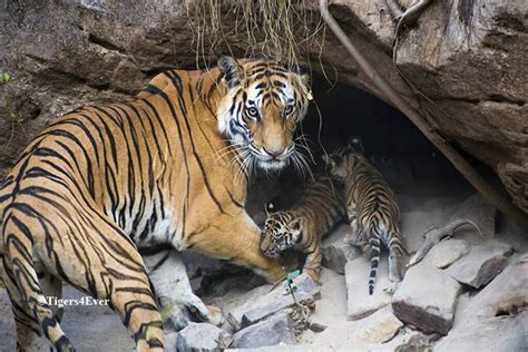 Royal Bengal Tiger | Tigers4Ever Giving wild tigers a wild future