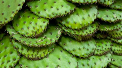 Nopal Cactus benefits for health and body, skin, hair and Side effects