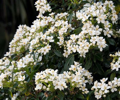 Mexican orange blossom growing guide: choisya shrub care | Homes & Gardens