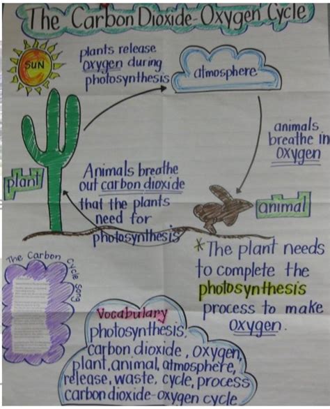 Carbon Dioxide Oxygen Cycle