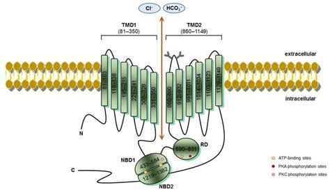 CFTR schematic structure – Cystic fibrosis transmembrane conductance... | Download Scientific ...