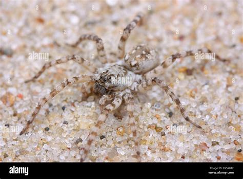 The wolf spider (Arctosa cinerea) in natural sandy habitat Stock Photo ...