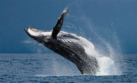 Tips for Whale Watching In Southern California