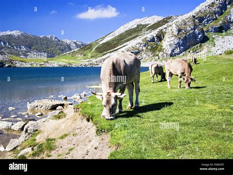 Lagos de Covadonga, Asturias Stock Photo - Alamy