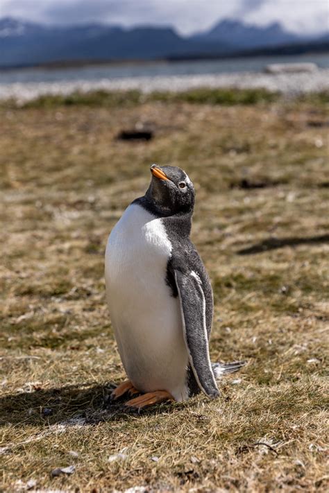 Walk with Penguins in Argentina | Keiko Lynn