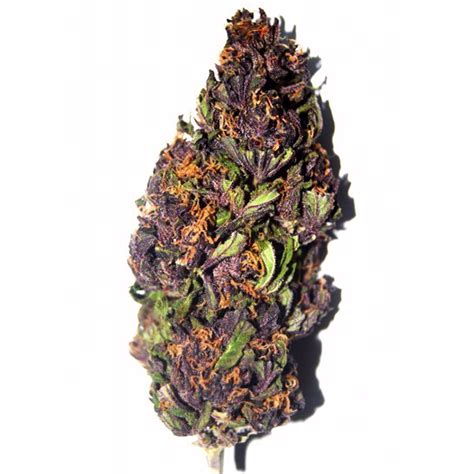 Buy Purple Haze Seeds - Feminized Marijuana Seeds | ILGM