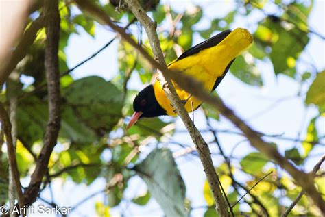 Mostly Indian Birds: Birding in Goa