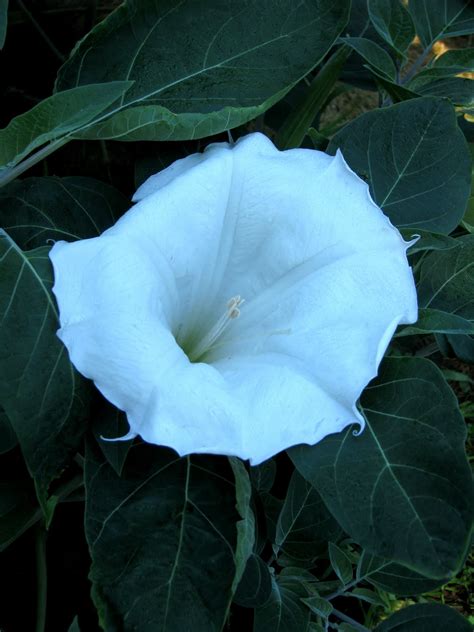 Angelgirlpj: Frosty Moonflower Seed Pods