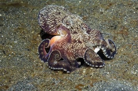 Veined octopus - Stock Image - Z505/0189 - Science Photo Library