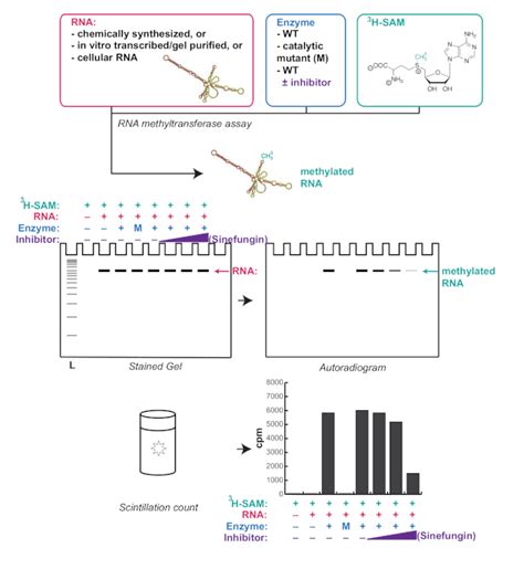 Antibody-Free Assay for RNA Methyltransferase Activity Analysis | Protocol