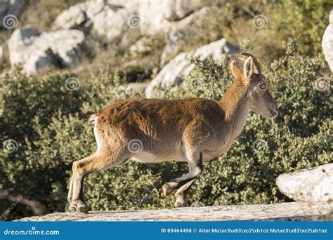 Ibex Goat in Rocky Mountain Stock Photo - Image of nature, landscape ...