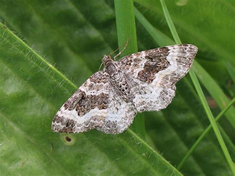 Common Carpet moth 29Aug17 | Froyle Wildlife