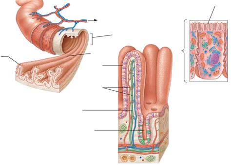 Structure: Microvilli & Villi Diagram | Quizlet