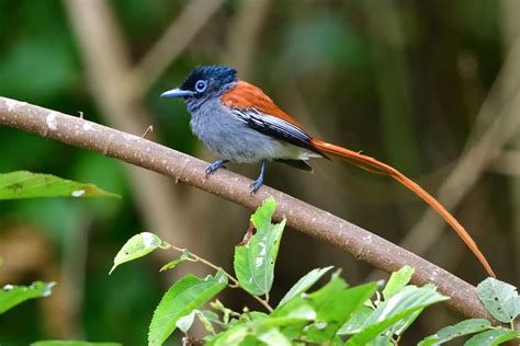 African Paradise Flycatcher – Holmen Birding Safaris