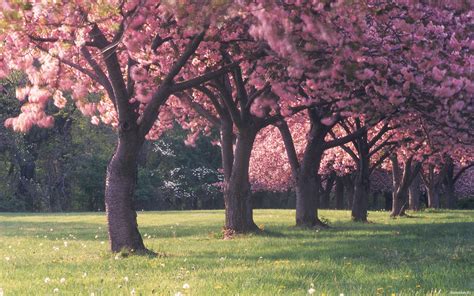 Trees in spring flowers wallpapers and images - wallpapers, pictures, photos