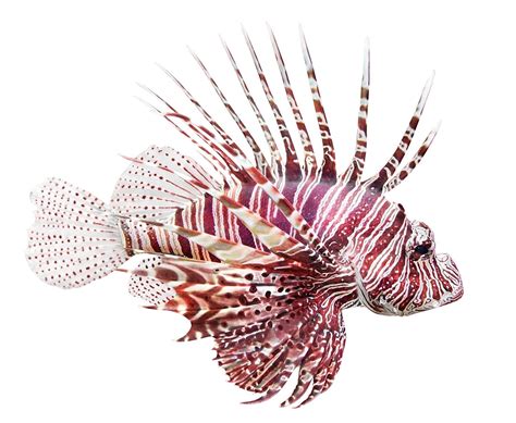 The Lionfish King | Alumni Association | University of Colorado Boulder